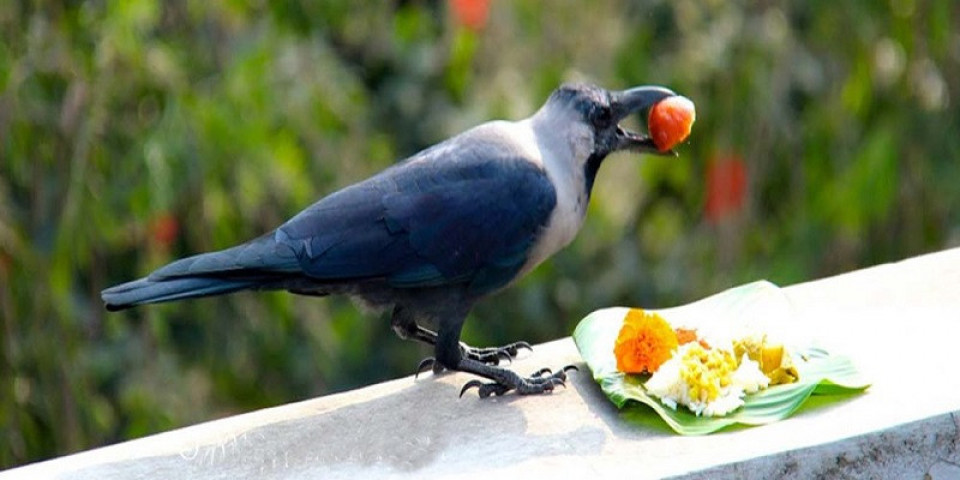 भित्रियो तिहारको रौनक, आज काग तिहार